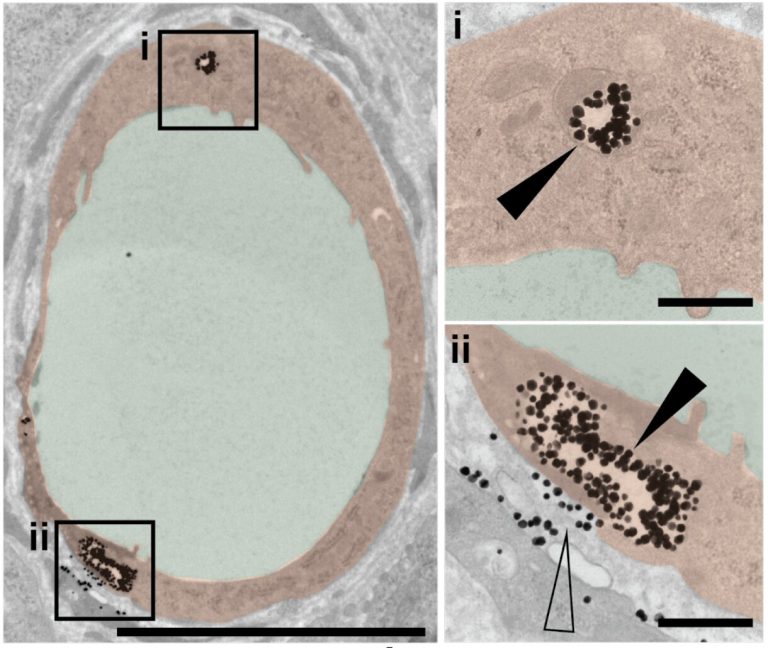 Publication in Nature Materials Wilhelm Lab