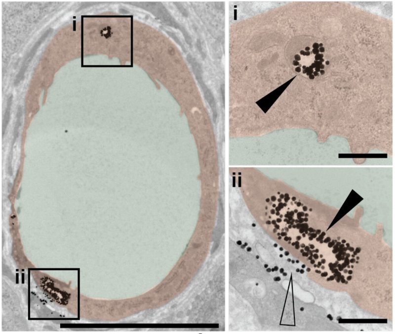 Publication in Nature Materials Wilhelm Lab